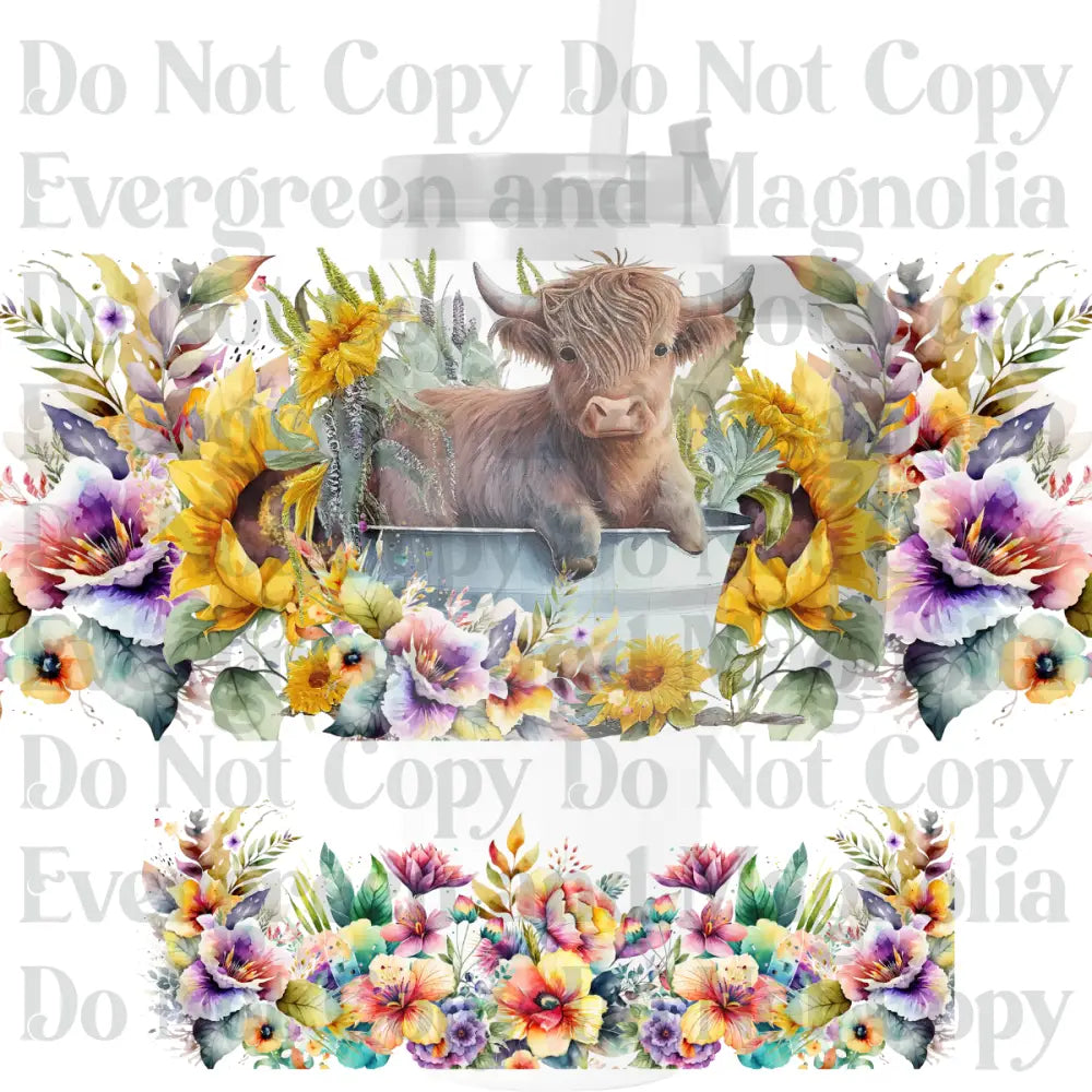 Highland Cow