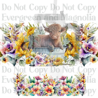 Highland Cow